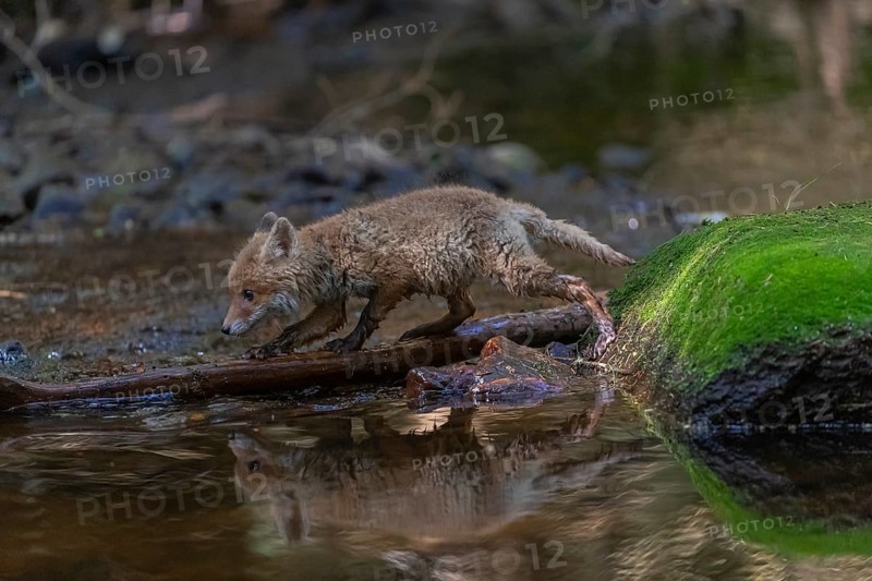 One young red fox, Vulpes vulpes, walking through a shallow forest creek in late light. Searching for food