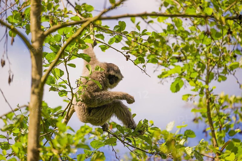 A White-handed gibbon, Hylobates lar, climbs in a tree