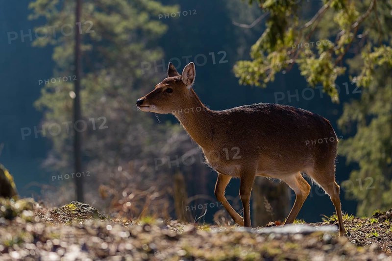 One female Manchurian sika deer or Dybowski's sika deer (Cervus nippon mantchuricus or Cervus nippon dybowskii) stands at a forest edge on hilly ground. Backlight
