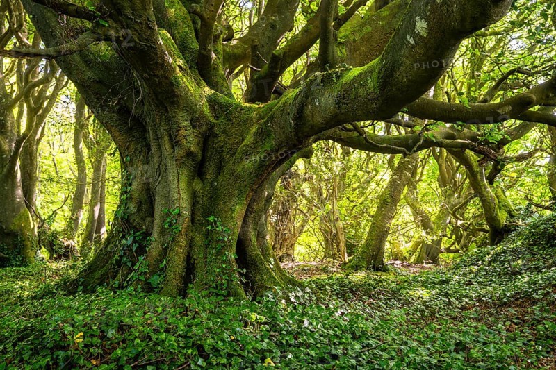Forest landscape. A mighty gnarled old tree in a forest in Cornwall. Moss on the trunk, ivy (Hedera) on the ground. Cornwall, England, Great Britain