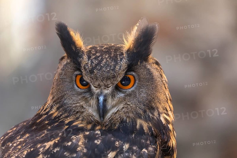 One Eurasian Eagle Owl, Bubo bubo, perched on the walls of a ruin of a monastery. Backlit portrait