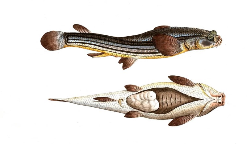 Fish, Fische, Anableps Tetrophthalmus, das Vierauge, the Four-eye, Historic, digitally restored reproduction from a 19th century original, Record date not stated