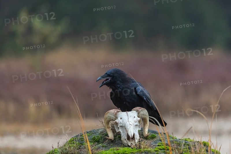 One common raven (Corvus corax) standing on a rock, searching for food on a ram skull. On a dry lakeshore on an autumnal misty cold morning