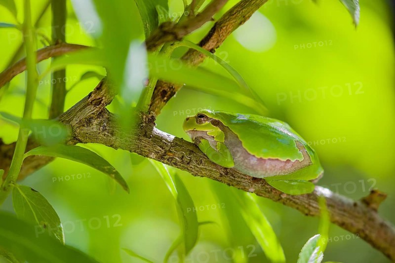 A European tree frog (Hyla arborea) rests on a twig of a bush