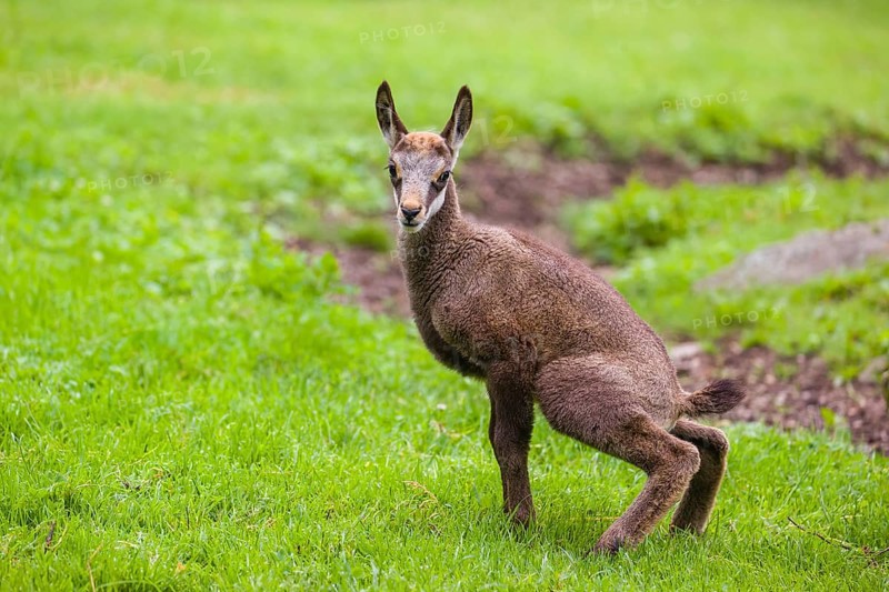 A young Chamois (Rupicapra rupicapra) stands on a fresh green meadow, urinating