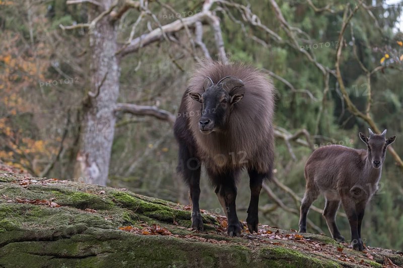One female and one male Himalayan Tahr (Hemitragus jemlahicus) standing in a forest. Green and yellow forest in the background