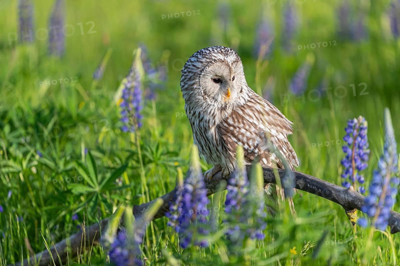One Ural owl (Strix uralensis) sitting on a branch lying in a field of flowering lupines in late evening light