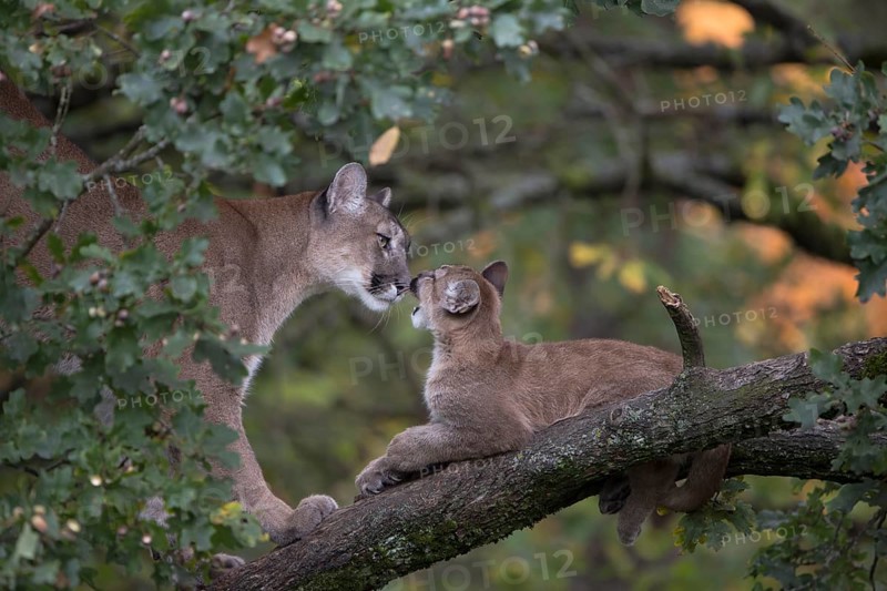 One cougar mother, Puma concolor, grooming her kitten, standing on a big branch high up in an oak tree