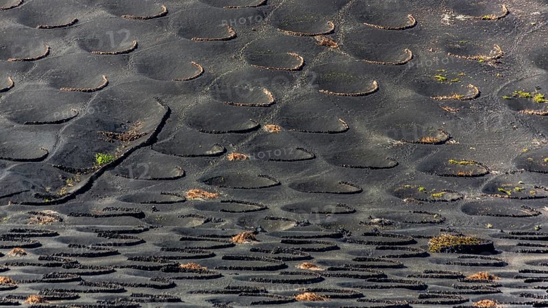 2016, La Geria, Lanzarote, La Geria, ESP, Spain, Canary Islands, Canary Islands, Atlantic Ocean, Lanzarote, biosphere reserve, volcano, volcanism, volcanic island, island, wine-growing area, wine, nature reserve, recording date, Europe