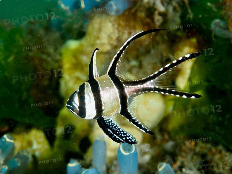 A Banggai cardinalfish (Pterapogon kauderni) with stripes swimming in the coral reef, dive site Secret Bay, Gilimanuk, Bali, Indonesia, Asia