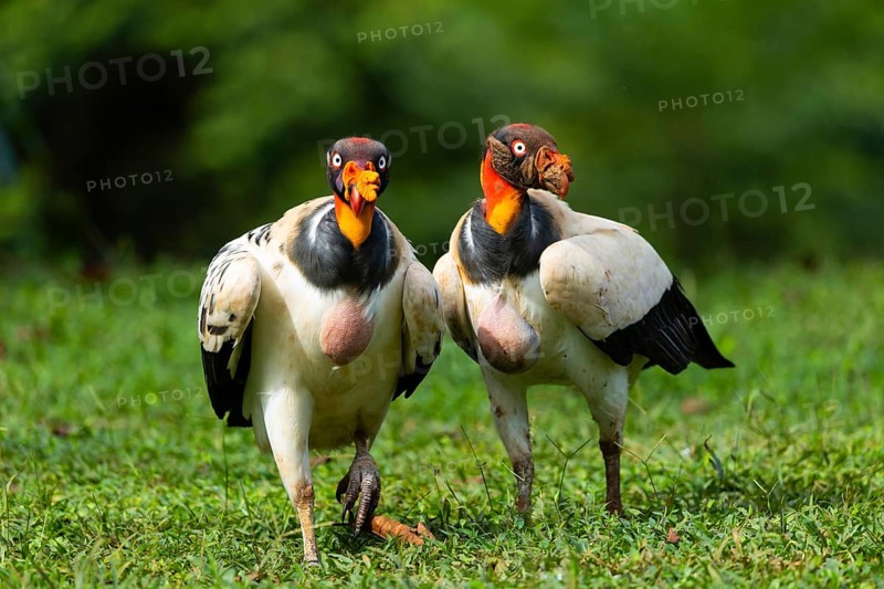 King vulture (Sarcoramphus papa), cock, vulture birds (Aegypiinae), Laguna del Lagarto Lodge, Alajuela, Costa Rica, Central America