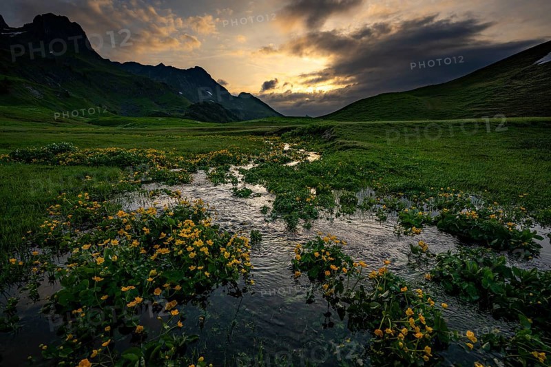 Summit in the morning light with dramatic clouds and marsh marigolds (Caltha) with stream in the foreground, Lech, Lechquellengebirge, Vorarlberg, Austria, Europe