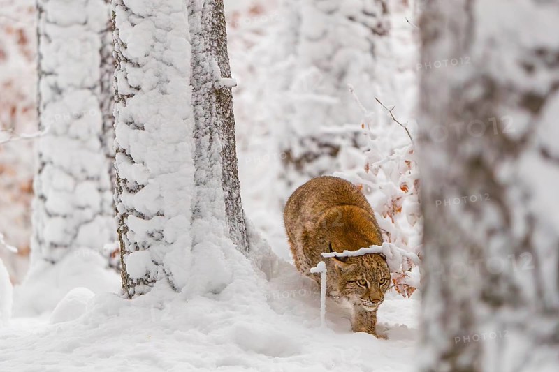One young male Eurasian lynx, (Lynx lynx), walking through deep snow covered undergrowth in a forest