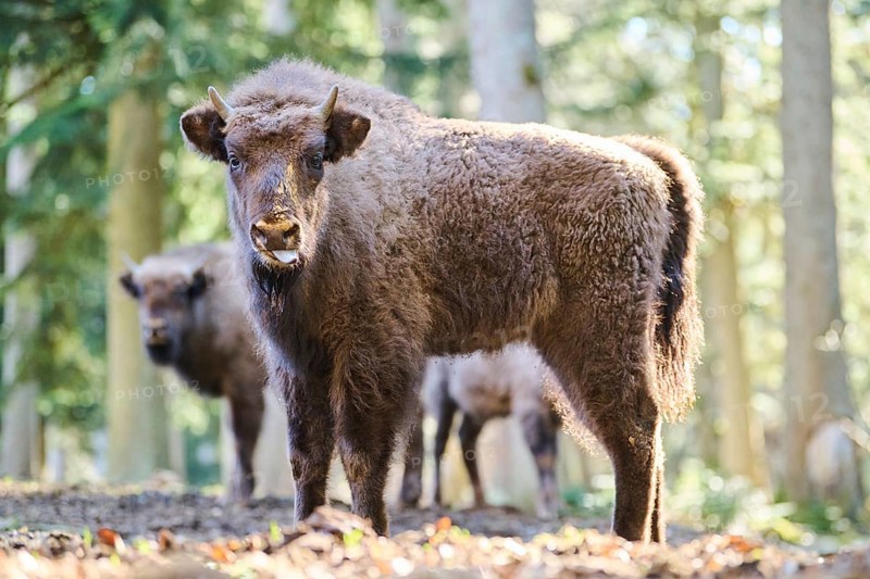 European bison (Bison bonasus) youngsters in a forest in spring, Bavarian Forest, Germany, Europe