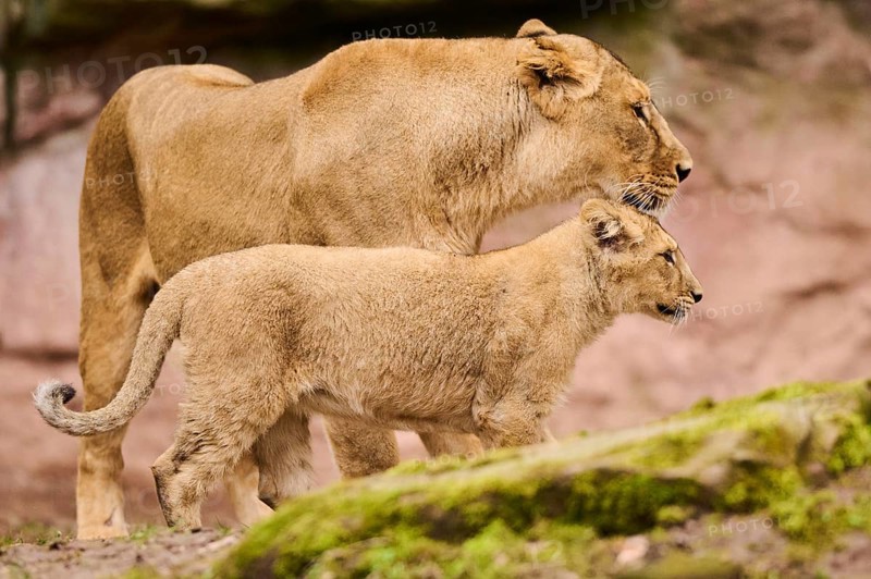 Asiatic lion (Panthera leo persica) female (mother) with her cub, captive