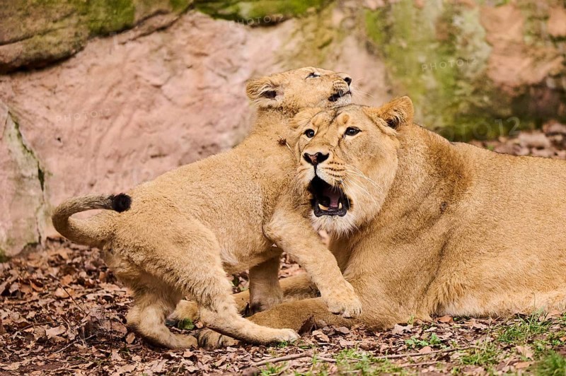 Asiatic lion (Panthera leo persica) female (mother) with her cub, captive