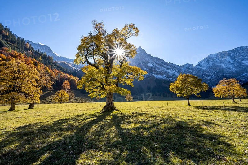 Sycamore maple with autumnal yellow foliage and Solaster endeca, large maple base in autumn, rocky mountain peaks behind, Rißtal in the Eng, Tyrol, Austria, Europe