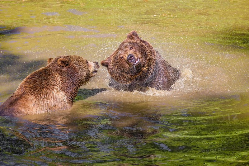 A Eurasian brown bear (Ursus arctos arctos) sow fighting with a big male in a pond