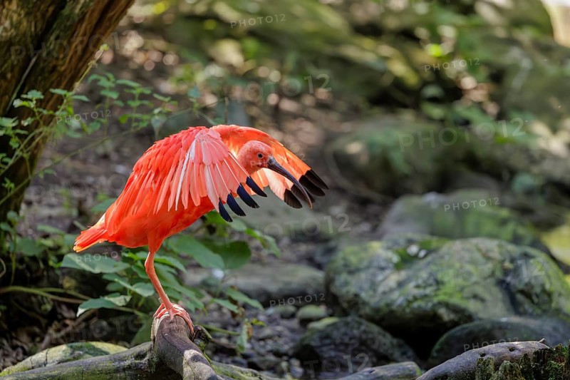 A scarlet ibis (Eudocimus ruber) stands on the riverbank and flaps its wings