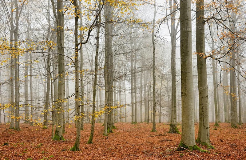 Beech forest, beech trees (fagus) with last yellow leaves in autumn, bare trees and fog, Kellerwald-Edersee National Park, Hesse, Germany, Europe