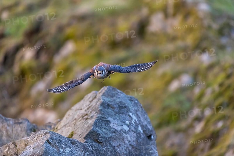 American kestrel (Falco sparverius) flies over rocky terrain