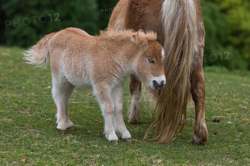 Falabella mare and foal, The Falabella (Equus ferus caballus) is the smallest horse at all