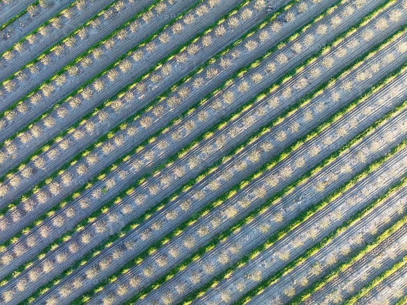 Rows of cultivated almond trees (Prunus dulcis) in the Campiña Cordobesa, the fertile rural area south of the town of Córdoba. Aerial view. Drone shot. Córdoba province, Andalusia, Spain, Europe