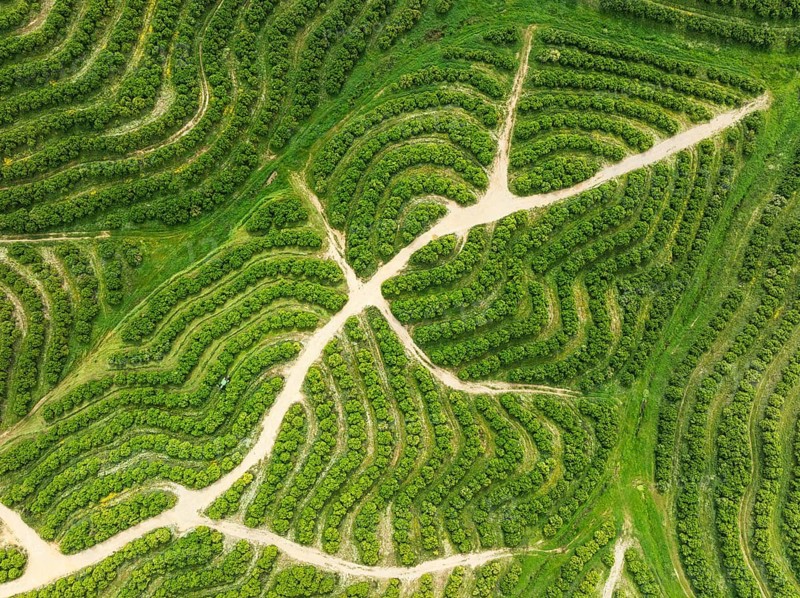 Cultivated orange trees (Citrus sinensis) and network of agricultural roads. Aerial view. Drone shot. Huelva province, Andalusia, Spain, Europe