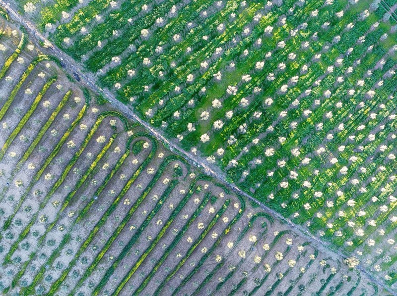 Cultivated olive trees (Olea europaea). Aerial view. Drone shot. Cádiz province, Andalusia, Spain, Europe