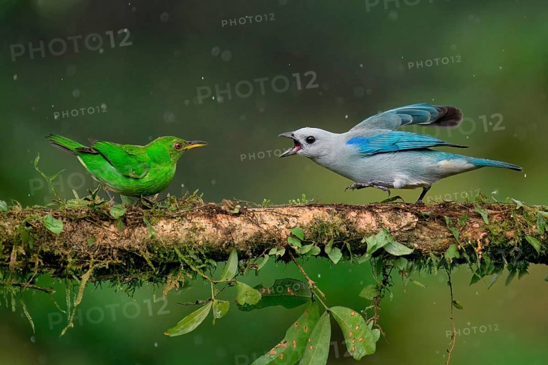 Blue-gray tanager (Thraupis episcopus) quarrelling with a Green Honeycreeper (Chlorophanes spiza) on a branch under rain, Costa Rica, Central America