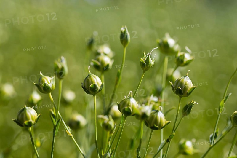 Flax field, buds of flax (Linum) in a field near Hirschstein, Saxony, Germany, Europe