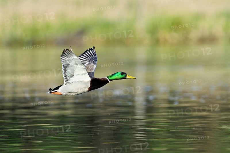 Mallard (Anas platyrhynchos), drake in flight, Switzerland, Europe