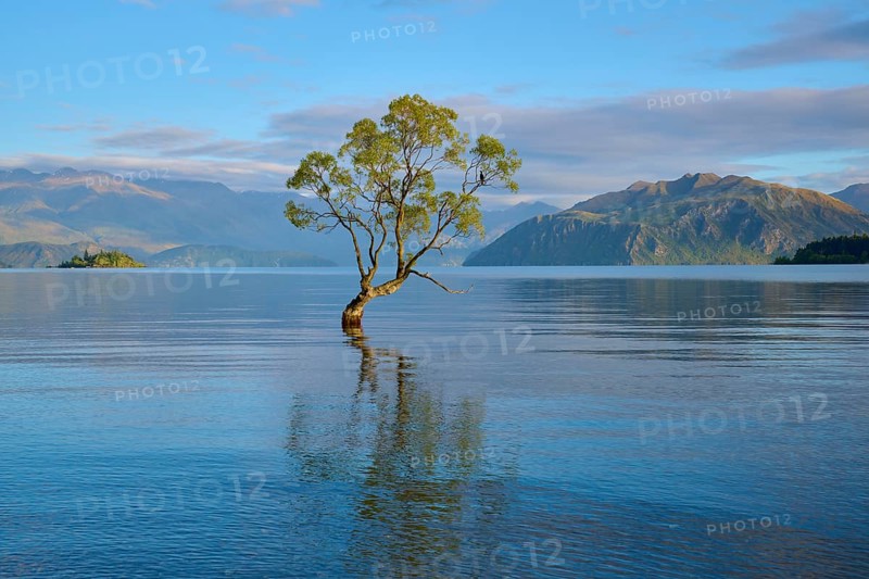 Single tree in calm lake with mountains, clear reflection and peaceful mood, summer, Lake Wanaka, Wanaka, Otago, South Island, New Zealand, Oceania