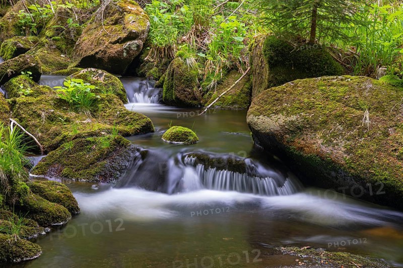 Kleine Ohe creek below Waldhaeuser village in the Bavarian Forest Nationalpark. Flowing water, little cascades, mossy stones and fresh green vegetation