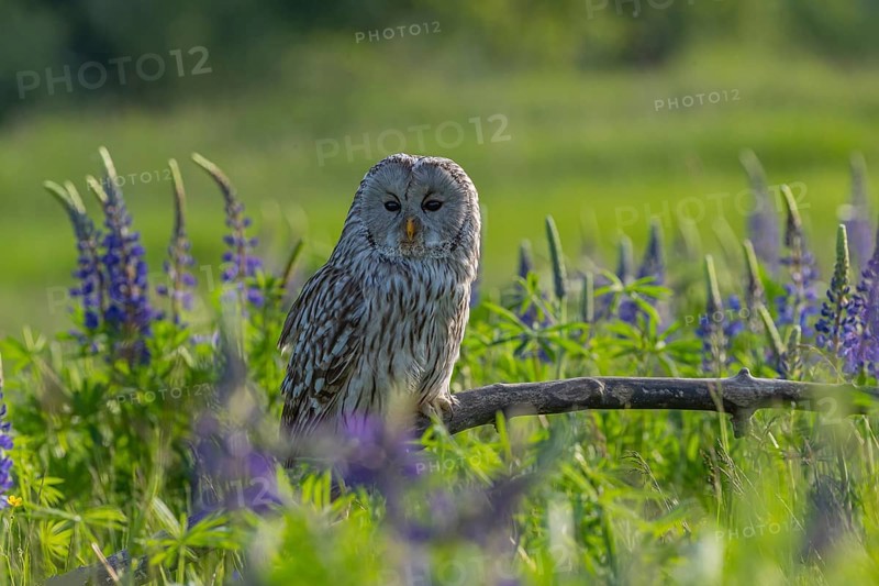 One Ural owl (Strix uralensis) sitting on a branch lying in a field of flowering lupines in late evening light