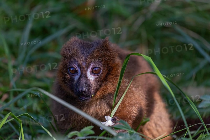 One red-bellied lemur (Eulemur rubriventer) sitting on grass, feeding on a leaf. Green vegetation in the background