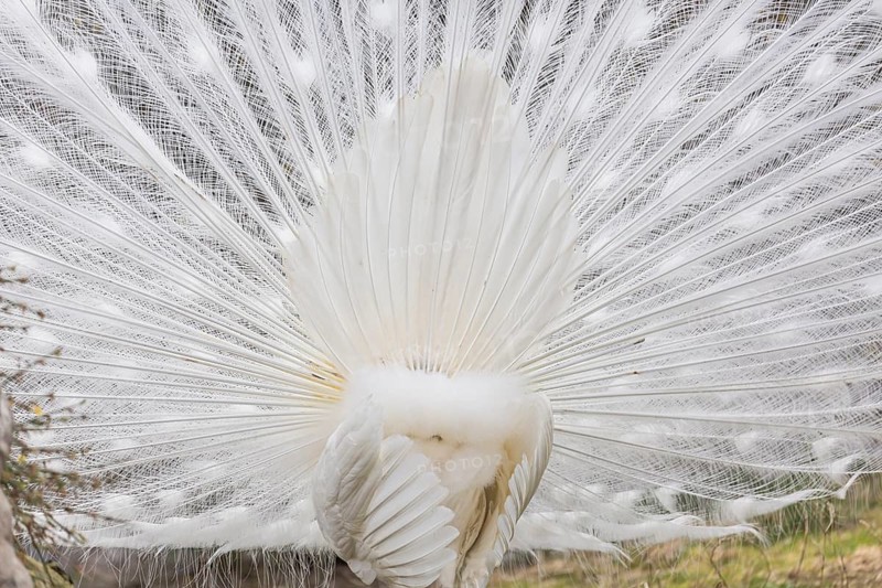 Male White Peafowl (Pavo cristatus mut. alba) displaying