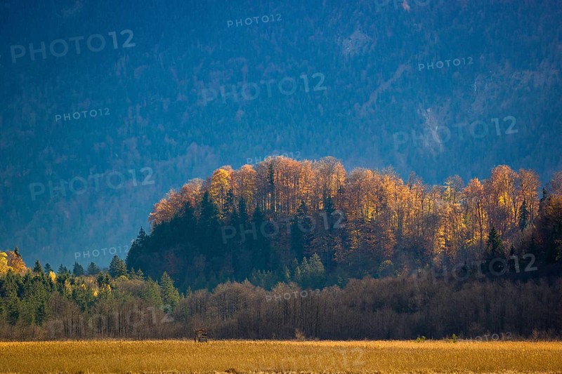 Murnau Moss, Murnauer Moos, a wetland close to Murnau, Bavaria, Germany, Europe