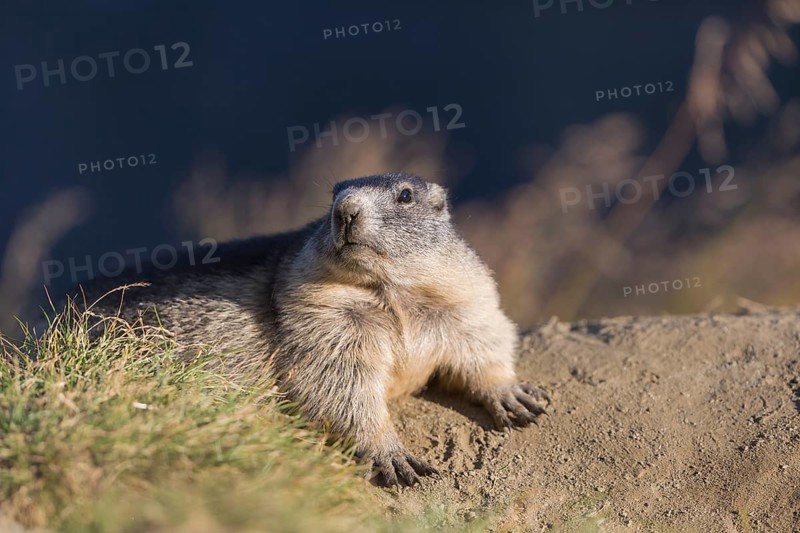 One adult Alpine Marmot, Marmota marmota, resting on a rim of a soil, observing his surrounding