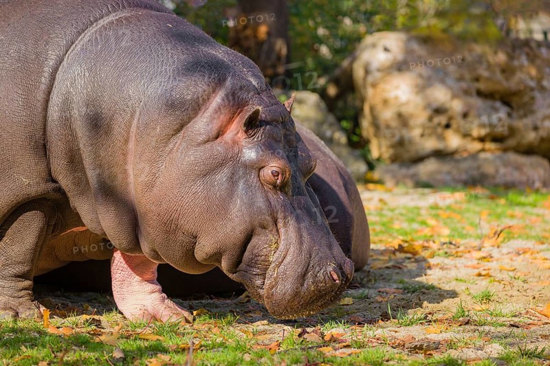 Two hippopotamus or hippo (Hippopotamus amphibius), grazing on a river bank