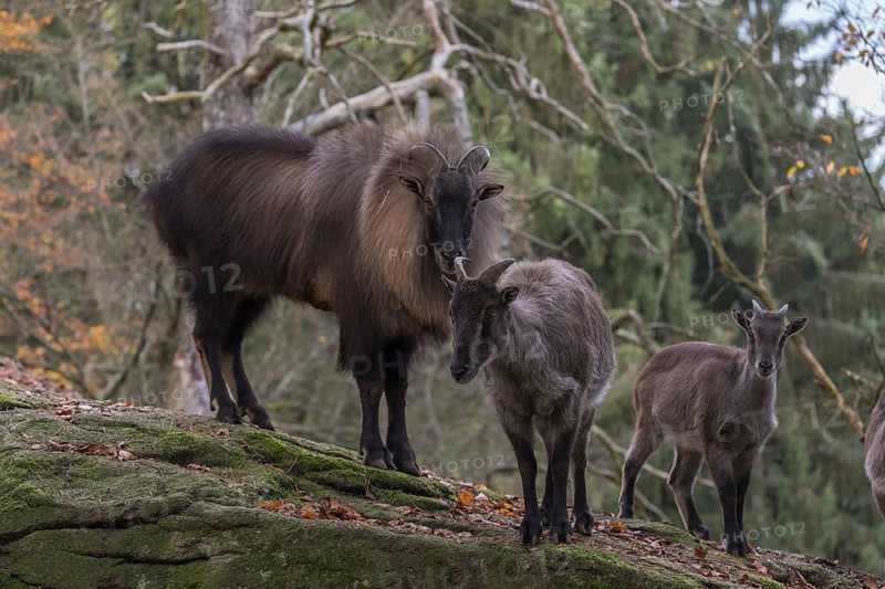 One female and one male Himalayan Tahr (Hemitragus jemlahicus) standing in a forest. Green and yellow forest in the background