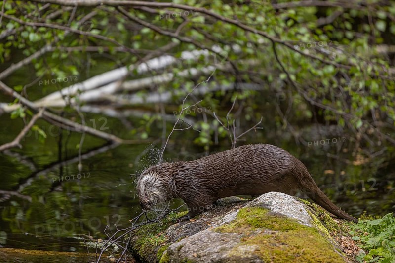 One Eurasian otter (Lutra lutra), walking over a mossy rock. Shaking off the water. Behind him is a fallen birch tree lying in the water