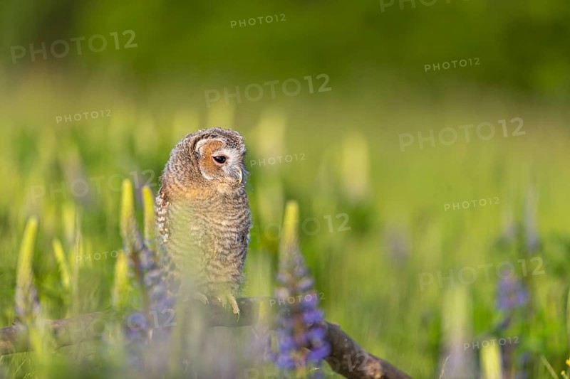 One young Ural owl (Strix uralensis) sitting on a branch lying in a field of flowering lupines in late evening light