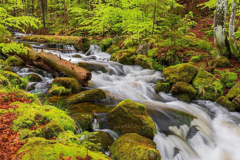 Kleine Ohe creek below Waldhaeuser village in the Bavarian Forest Nationalpark. Flowing water, little cascades, mossy stones and fresh green vegetation
