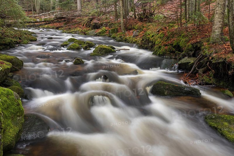 Kleine Ohe creek below Waldhaeuser village in the Bavarian Forest Nationalpark. Flowing water and fallen trees