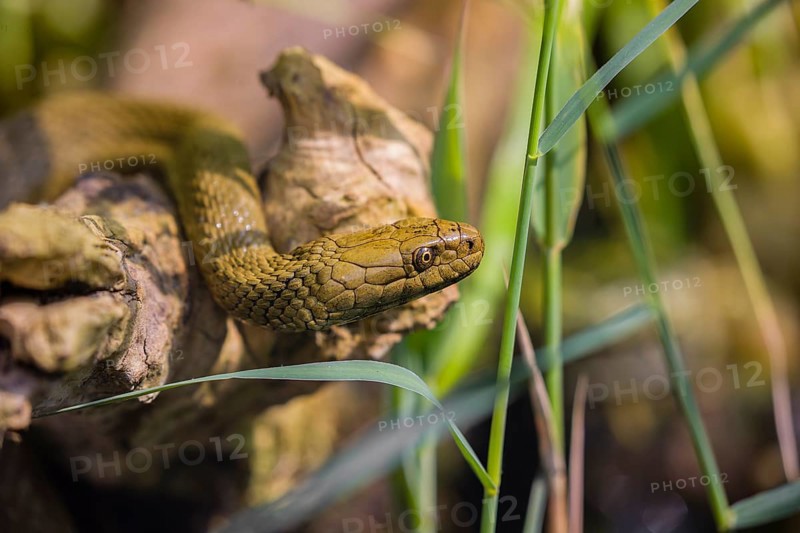 A dice snake (Natrix tessellata tessellata) in its habitat