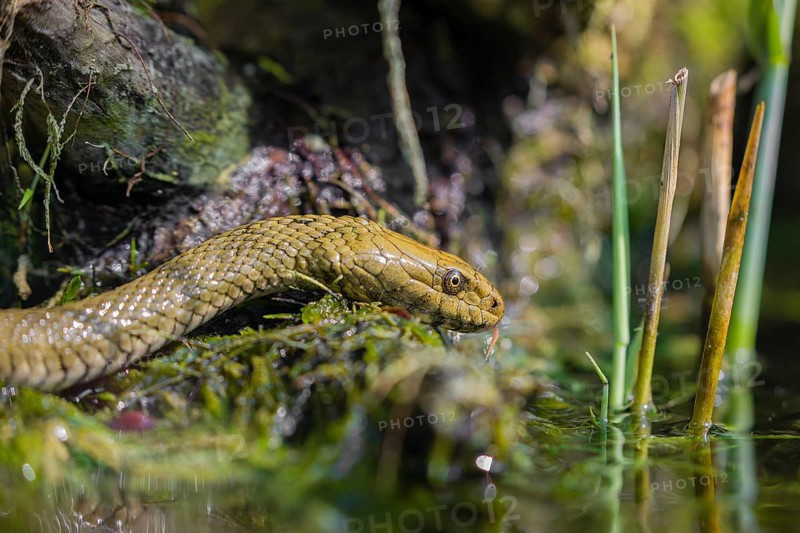 A dice snake (Natrix tessellata tessellata) in its habitat