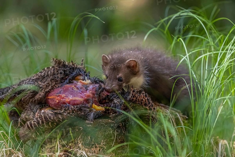 One beech marten (Martes foina), feeding on a pheasant lying on the forest floor between green vegetation