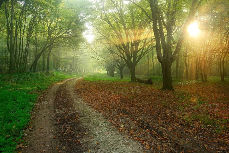 Forest path in the morning mist, sunbeams break through the leaves, Freyburg (Unstrut), Saxony-Anhalt, Germany, Europe