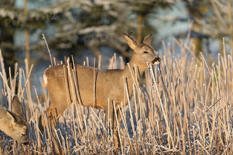 Roe deer standing in hoar frosted dead stinging nettle at minus 15 °C at sunrise. Licking off the hoar frost. Trees and dead stinging nettle in background